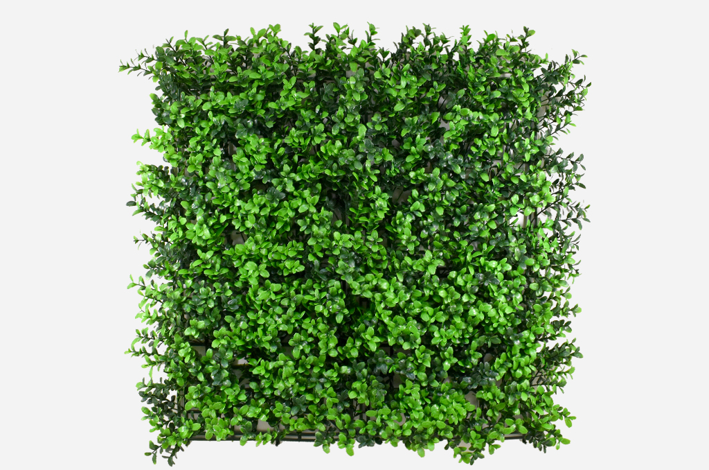 草皮達人[Masturf]-金錢草