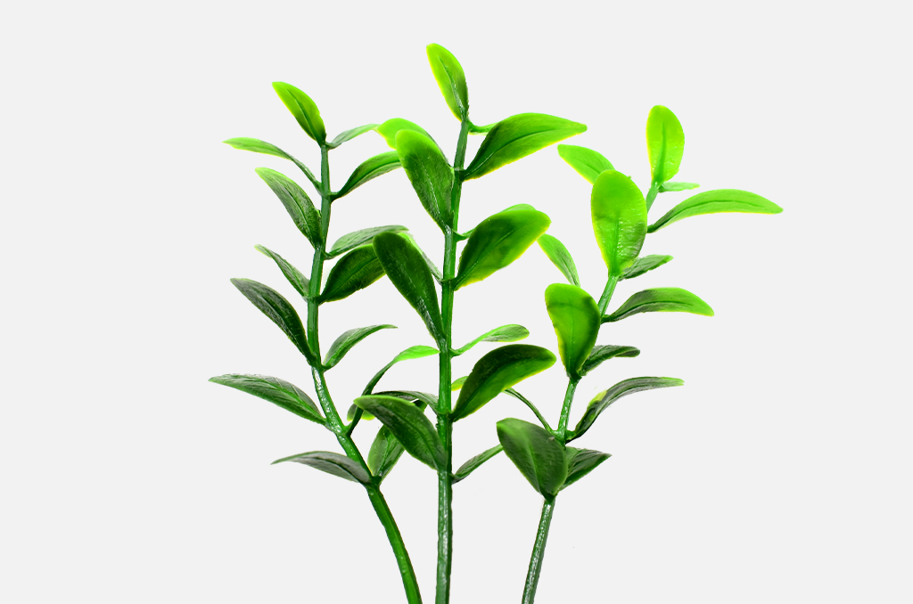 草皮達人[Masturf]-金錢草
