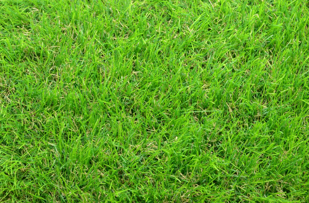 草皮達人[Masturf]-Green Field Angel