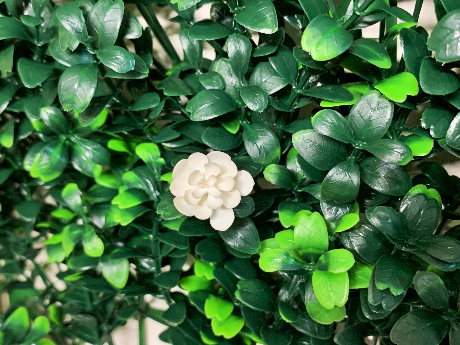 草皮達人[Masturf]-金錢草 (小白花)