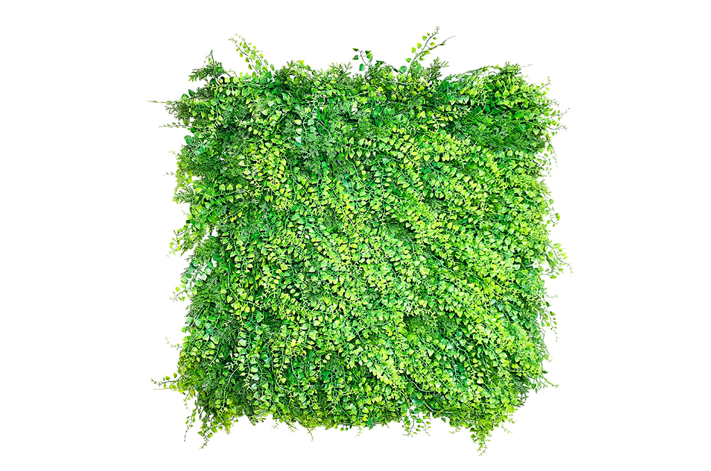 草皮達人[Masturf]-富貴什錦葉 (蕨類)