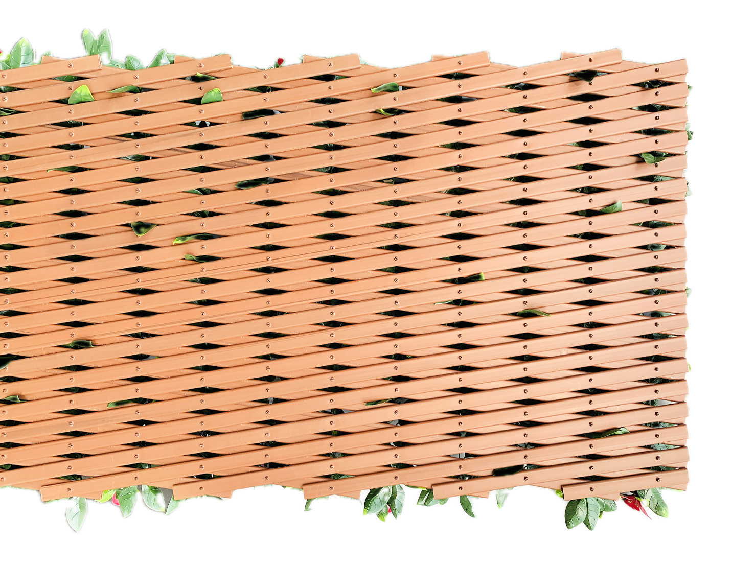 草皮達人[Masturf]-紅花梔子草籬笆