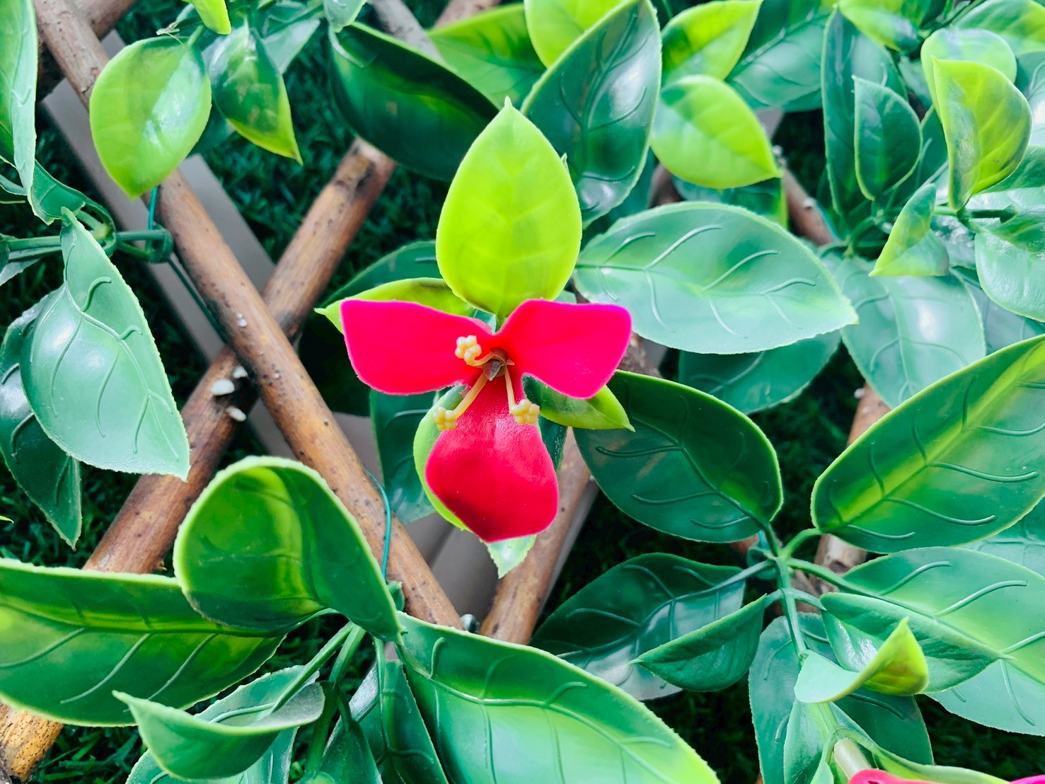 草皮達人[Masturf]-紅花梔子草籬笆