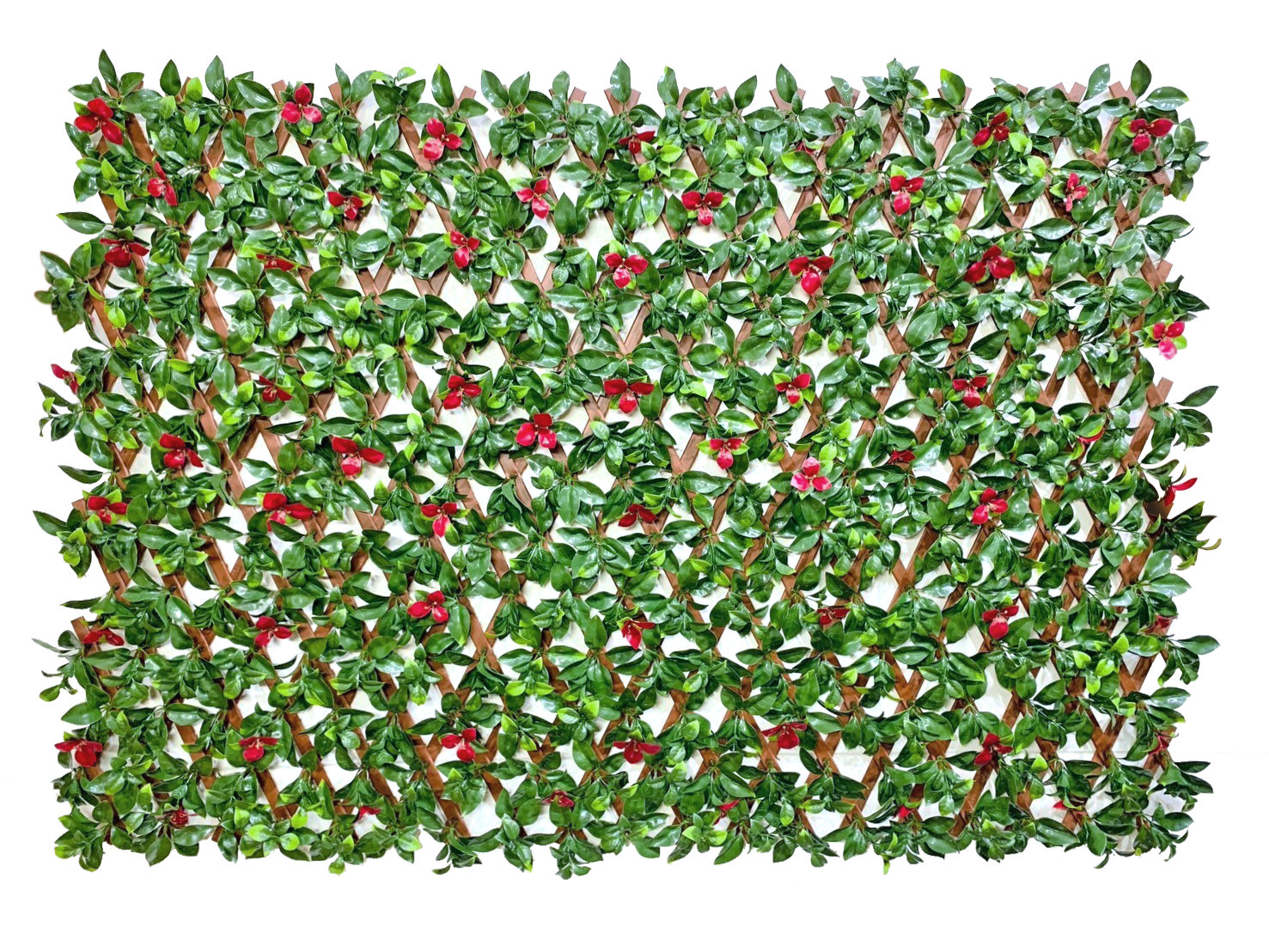 草皮達人[Masturf]-紅花梔子草籬笆