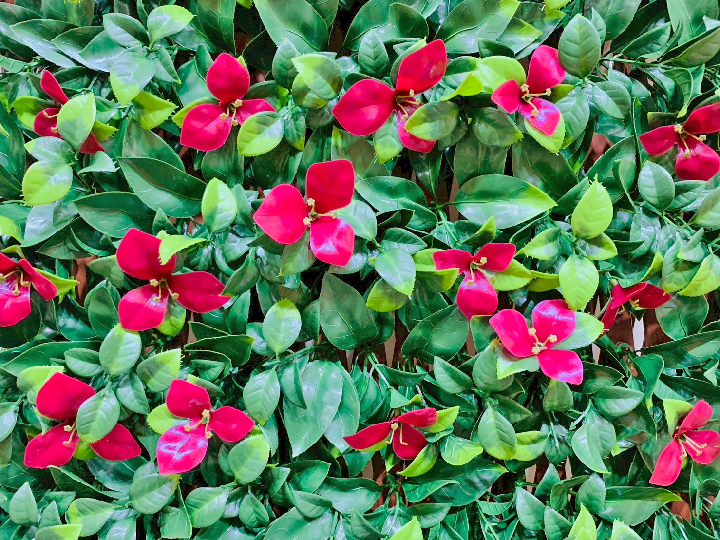 草皮達人[Masturf]-紅花梔子草籬笆